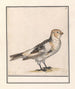 Sneeuwgors Plectrophenax nivalis - Anselmus Botius de Boodt — Ansicht des Kunstwerks