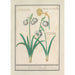 Schneeglöckchen Galanthus und eine Narzisse Narcissus - Anselmus Botius de Boodt — Ansicht des Kunstwerks