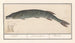 Brochet Esox lucius - Anselmus Botius de Boodt — Ansicht des Kunstwerks