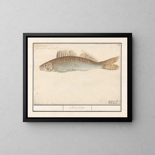 Sandre lucioperca - Anselmus Botius de Boodt — gerahmtes Bild an der Wand