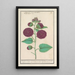 Rosenmalve Alcea rosea - Anselmus Botius de Boodt — gerahmtes Bild an der Wand