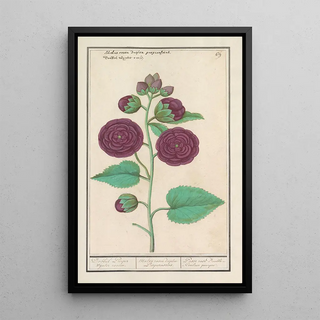 Anselmus Botius de Boodt - Stokroos Alcea rosea.webp