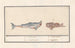 Requin-tigre Carcharias und ein Skorpionfisch Scorpaenidae 1 Carcharias 2 Cataphractus 1 Hai - Anselmus Botius de Boodt — Ansicht des Kunstwerks
