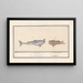 Requin-tigre Carcharias und ein Skorpionfisch Scorpaenidae 1 Carcharias 2 Cataphractus 1 Hai - Anselmus Botius de Boodt — gerahmtes Bild an der Wand