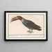 Toucan Ramphastos - Anselmus Botius de Boodt — gerahmtes Bild an der Wand