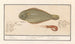 Sole commune Solea solea et crevette rose 1 Sole 2 Crevette 1 Solea Lingulaca 2 Squille 1 Sole 2 guernette - Anselmus Botius de Boodt — Ansicht des Kunstwerks