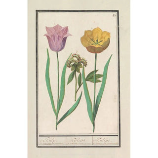 Anselmus Botius de Boodt - Tulp Tulipa en pioenroos Paeonia.webp