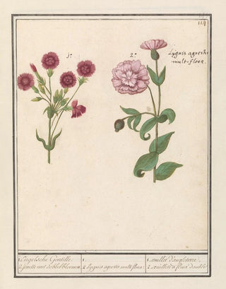 Anselmus Botius de Boodt - Twee anjers Dianthus 1 Engelsche Gentille 2 jenelle met dobbelbloemen.webp