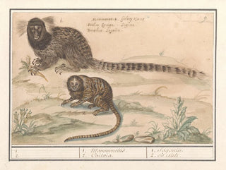 Zwei Tamarine mit gemeinsamen Pinseln - Anselmus Botius de Boodt — Ansicht des Kunstwerks