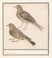 Zwei Grünfinken Carduelis chloris - Anselmus Botius de Boodt — Ansicht des Kunstwerks