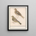 Zwei Grünfinken Carduelis chloris - Anselmus Botius de Boodt — gerahmtes Bild an der Wand