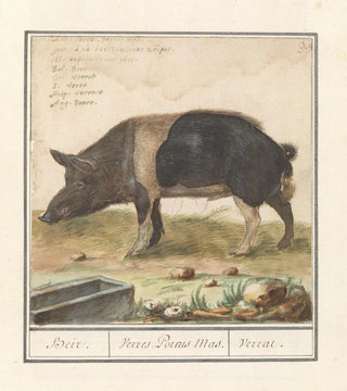 Anselmus Botius de Boodt - Varken Sus scrofa domesticus Beir Verres Porcus Mas Verrat.webp