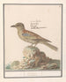 Vlaamse Gaai Garrulus glandarius - Anselmus Botius de Boodt — Ansicht des Kunstwerks