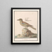 Vlaamse Gaai Garrulus glandarius - Anselmus Botius de Boodt — gerahmtes Bild an der Wand