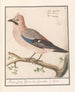 Vlaamse gaai Garrulus glandarius (Cas Conflit) - Anselmus Botius de Boodt — Ansicht des Kunstwerks