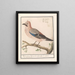 Vlaamse gaai Garrulus glandarius (Cas Conflit) - Anselmus Botius de Boodt — gerahmtes Bild an der Wand