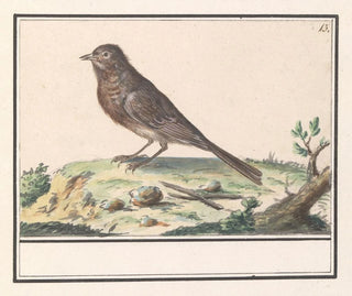 unbekannter Vogel - Anselmus Botius de Boodt — Ansicht des Kunstwerks