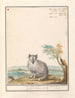 Vos Renards renards renards renards blancs Crucigera aldvov renard fade crois isalis - Anselmus Botius de Boodt — Ansicht des Kunstwerks