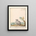 Vos Renards renards renards renards blancs Crucigera aldvov renard fade crois isalis - Anselmus Botius de Boodt — gerahmtes Bild an der Wand