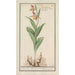 Sabot de Vénus Cypripedium calceolus - Anselmus Botius de Boodt — Ansicht des Kunstwerks