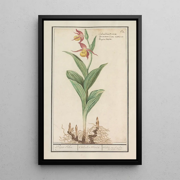 Anselmus Botius de Boodt - Vrouwenschoentje Cypripedium calceolus.webp