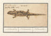 Salamander gefleckt Salamandra salamandra Salamander - Anselmus Botius de Boodt — Ansicht des Kunstwerks