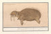 Morse Odobenus rosmarus Rosmarcus elephas Marinus Morse Éléphant marin - Anselmus Botius de Boodt — Ansicht des Kunstwerks