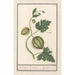 Reproduktion des Gemäldes Wassermelone Citrullus vulgaris Apfel Citrulli Pompon - Anselmus Botius de Boodt