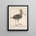 Gallinago gallinago Wasser-Kunstdruck von Ciboulette - Anselmus Botius de Boodt — gerahmtes Bild an der Wand
