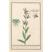 Ophrys abeille Ophrys bombyliflora Orchis Satyrion Du Satyrion - Anselmus Botius de Boodt — Ansicht des Kunstwerks