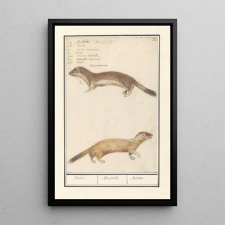 Anselmus Botius de Boodt - Wezel Mustela nivalis Wesel Mustela Belette.webp