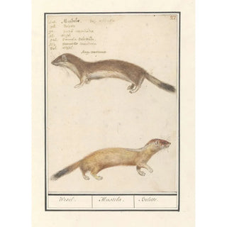 Anselmus Botius de Boodt - Wezel Mustela nivalis Wesel Mustela Belette.webp