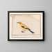 Oriolus oriolus - Anselmus Botius de Boodt — gerahmtes Bild an der Wand