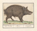 Wildschwein - Anselmus Botius de Boodt — Ansicht des Kunstwerks