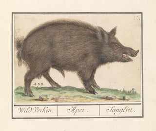 Wildschwein - Anselmus Botius de Boodt — Ansicht des Kunstwerks