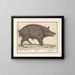 Wildschwein - Anselmus Botius de Boodt — gerahmtes Bild an der Wand