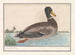 Stockente - Anselmus Botius de Boodt — Ansicht des Kunstwerks