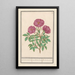 Hagebutte Rosa Rose des Bois duftende rosa silverstris adorata Rose des Bois mit Duft - Anselmus Botius de Boodt — gerahmtes Bild an der Wand