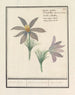 Wildemanskruid Pulsatilla vulgaris Keucken Kruijd apium risus pulsatilla Coquelourdes - Anselmus Botius de Boodt — Ansicht des Kunstwerks