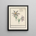 Wildemanskruid Pulsatilla vulgaris Keucken Kruijd apium risus pulsatilla Coquelourdes - Anselmus Botius de Boodt — gerahmtes Bild an der Wand