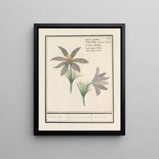 Anselmus Botius de Boodt - Wildemanskruid Pulsatilla vulgaris Keucken Kruijd apium risus pulsatilla Coquelourdes.webp