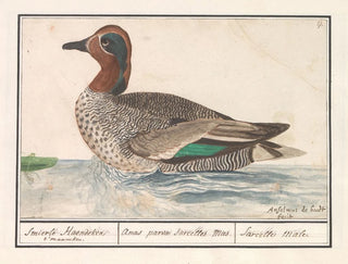 Anselmus Botius de Boodt - Wintertaling Anas crecca.webp