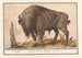 Bison d'Europe Bison bonasus Buffle Bos Bison Veterum Bison - Anselmus Botius de Boodt — Ansicht des Kunstwerks