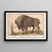 Bison d'Europe Bison bonasus Buffle Bos Bison Veterum Bison - Anselmus Botius de Boodt — gerahmtes Bild an der Wand