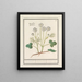 Ranunculus blanc Ranunculus aconitifolius Veldt roononckel ranunculus palustris ranoncule de bruijere - Anselmus Botius de Boodt — gerahmtes Bild an der Wand