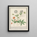 Weiße Schlüsselblume Schlüsselblume und — gerahmtes Bild an der Wand