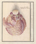 Witte kool Brassica oleracea Witte Cauwel Brassica alba sessilis glomerata aut Capitata Choux Blanc - Anselmus Botius de Boodt — Ansicht des Kunstwerks