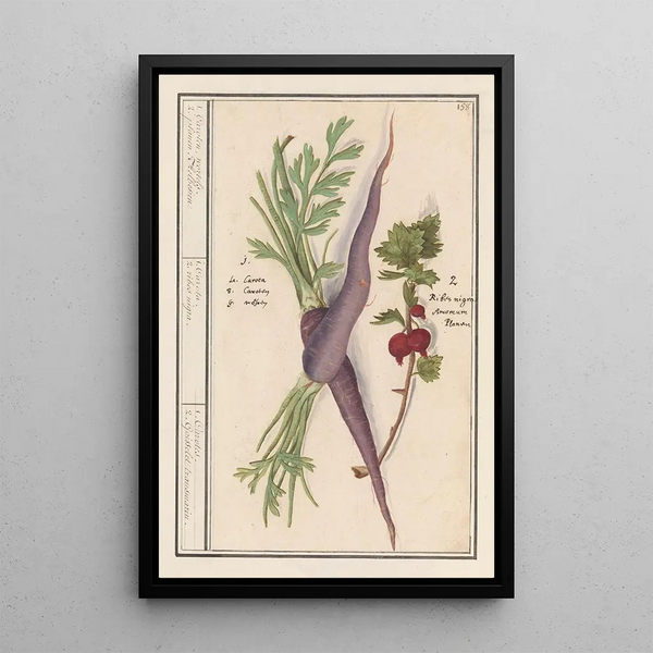 Karotte Daucus carota und roter Johannisbeere Ribes rubrum 1 Karotten 2 Johannisbeersträucher - Anselmus Botius de Boodt