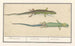Leisten-Sandleguan Lacerta agilis Sandleguan - Anselmus Botius de Boodt — Ansicht des Kunstwerks