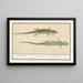 Leisten-Sandleguan Lacerta agilis Sandleguan - Anselmus Botius de Boodt — gerahmtes Bild an der Wand